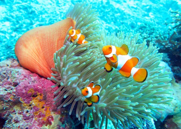 Hoga Island Dive Resort Wakatobi